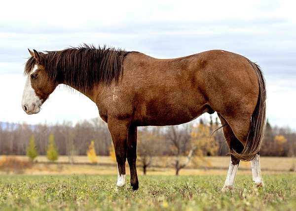 bay-roan-field-hunter-pony