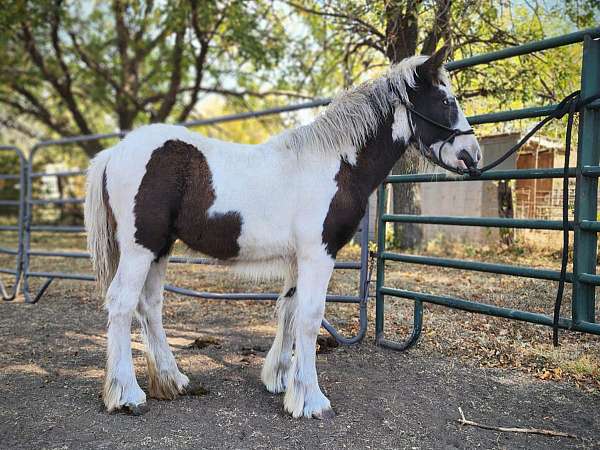 black-white-horse