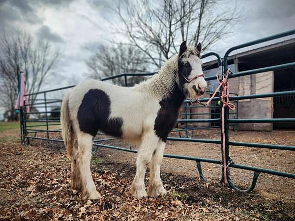 black-white-horse