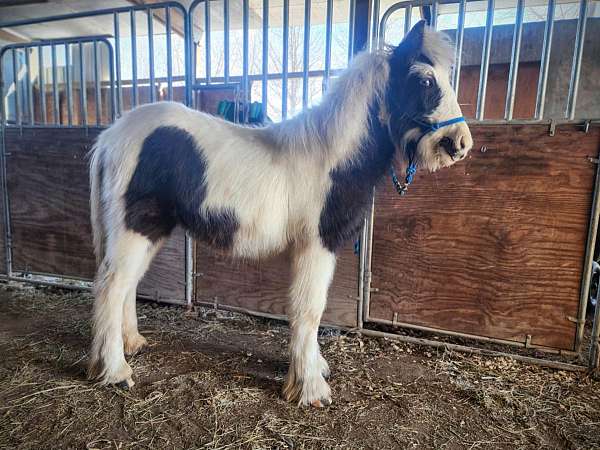 black-filly-gypsy-vanner-horse