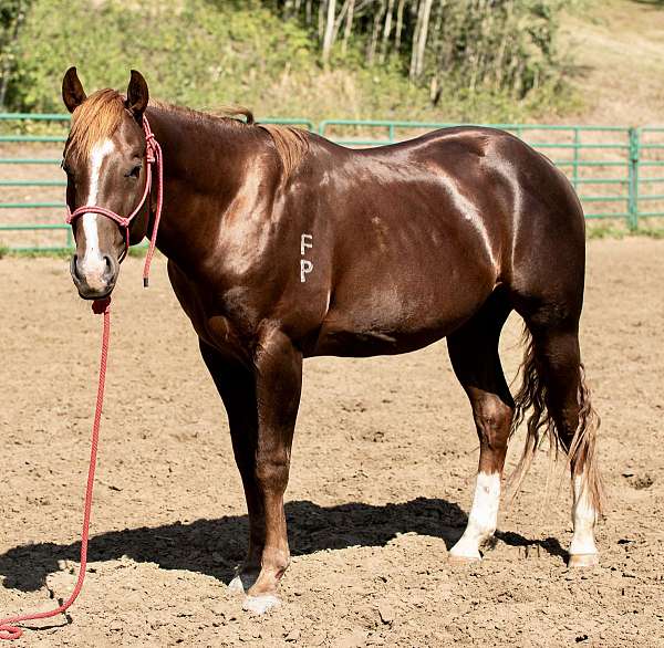 liver-chestnut-stripe-hind-socks-horse