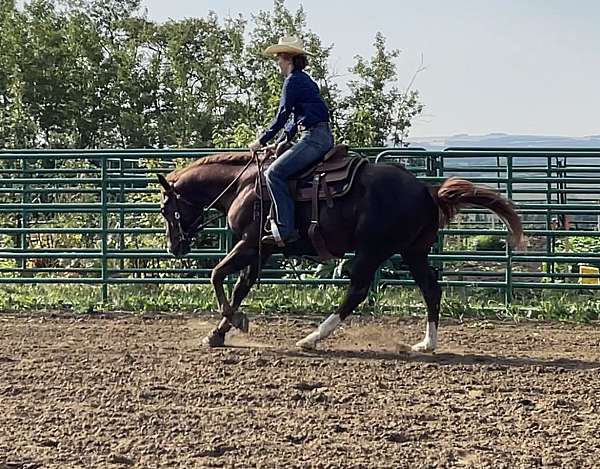 liver-chestnut-futurity-eligible-horse