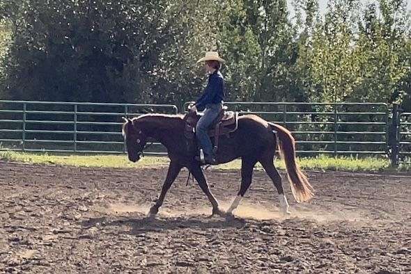 liver-chestnut-re-horse