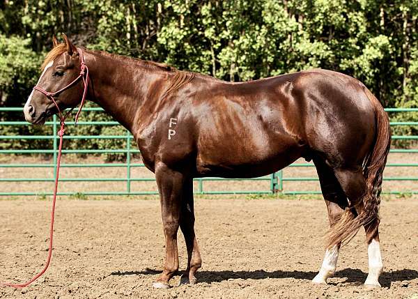 stripe-hind-socks-horse