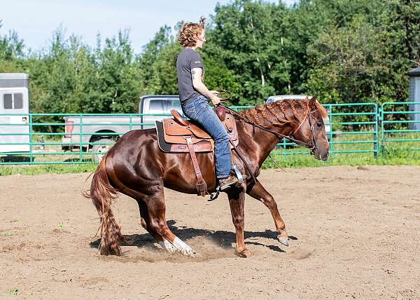 all-around-quarter-horse