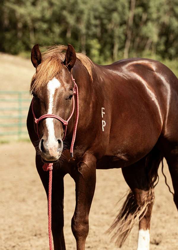 athletic-quarter-horse