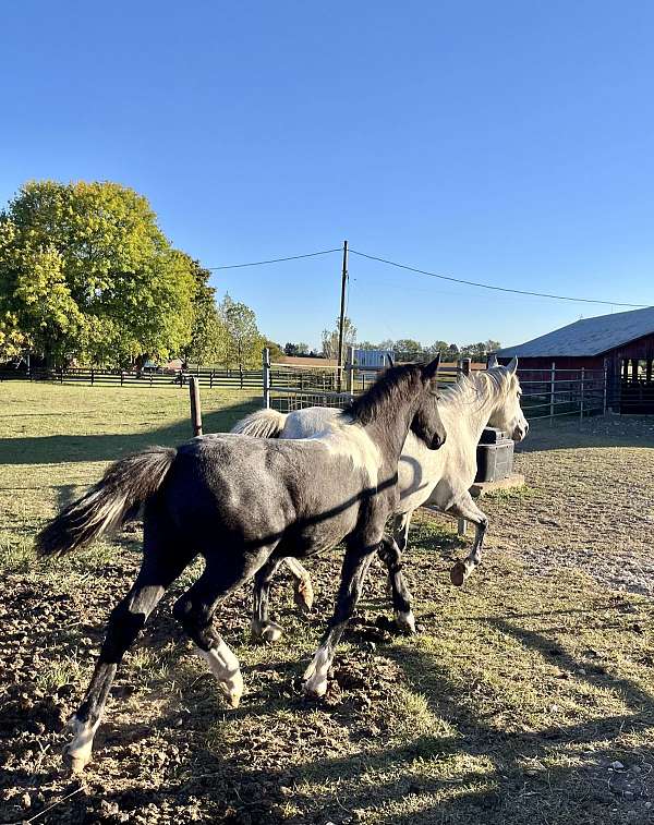 cross-trained-mustang-horse