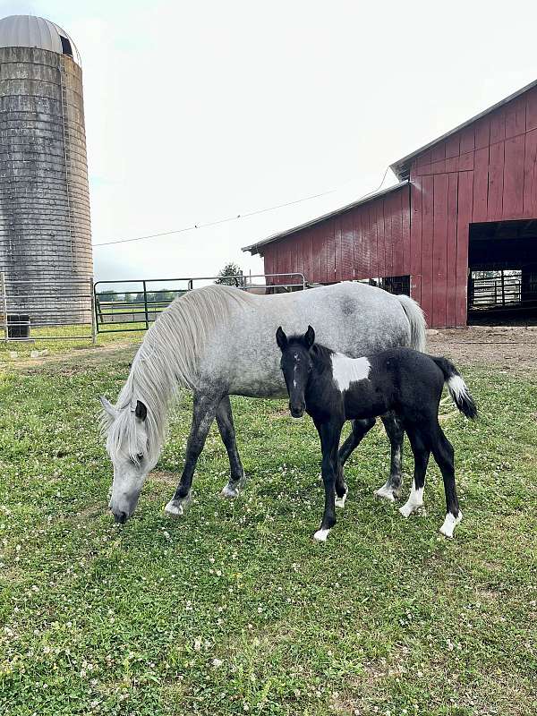 black-tobiano-mustang-colt