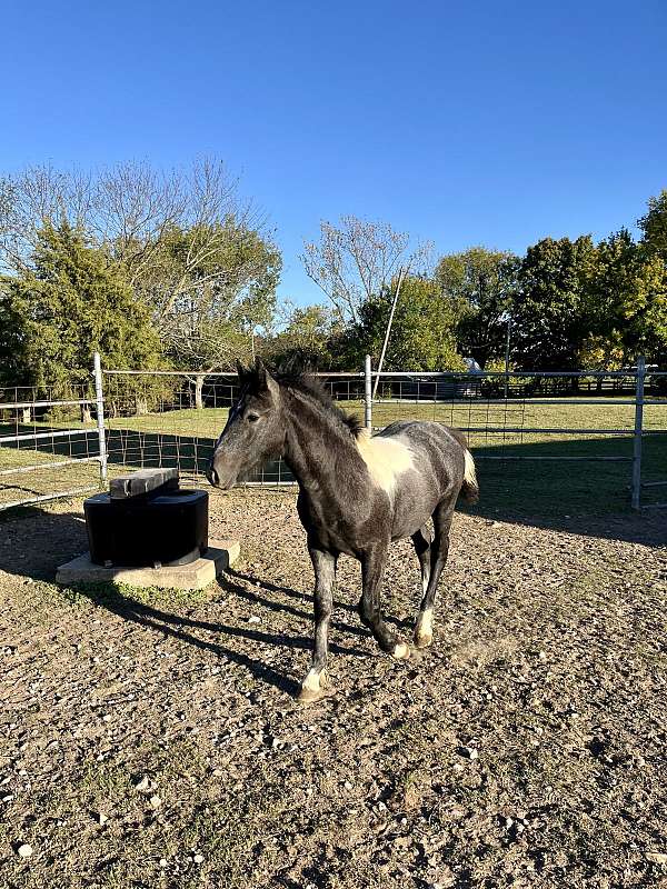 cross-trained-shire-horse