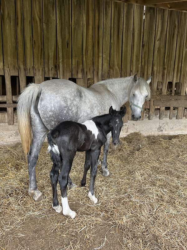 black-tobiano-cross-trained-horse