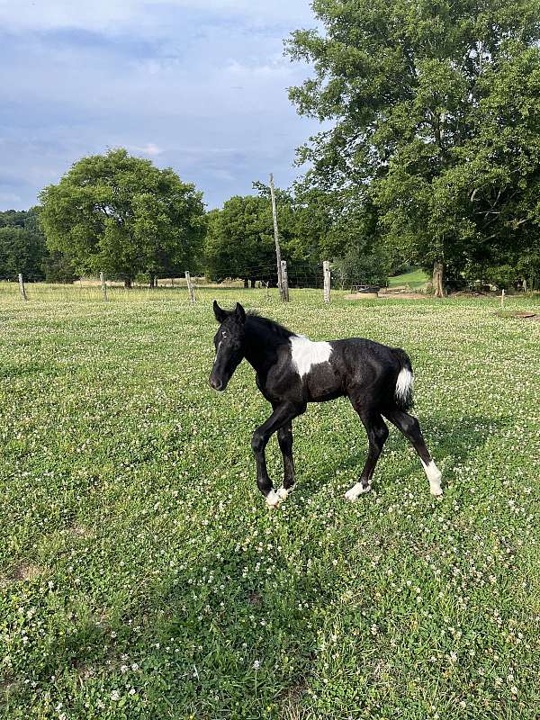 black-tobiano-shire-colt