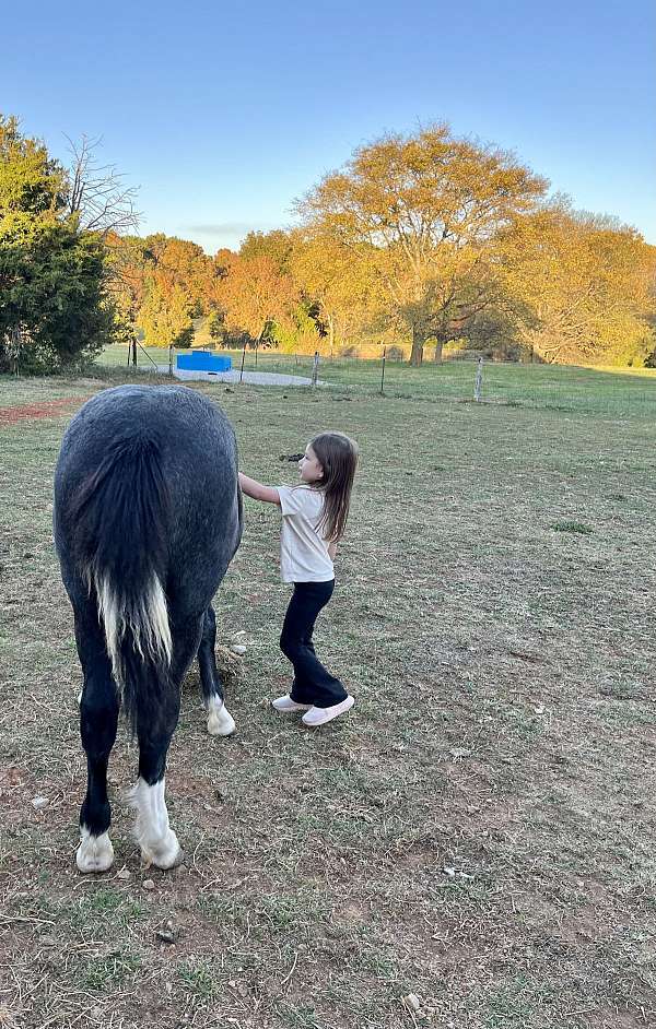 black-tobiano-shire-horse