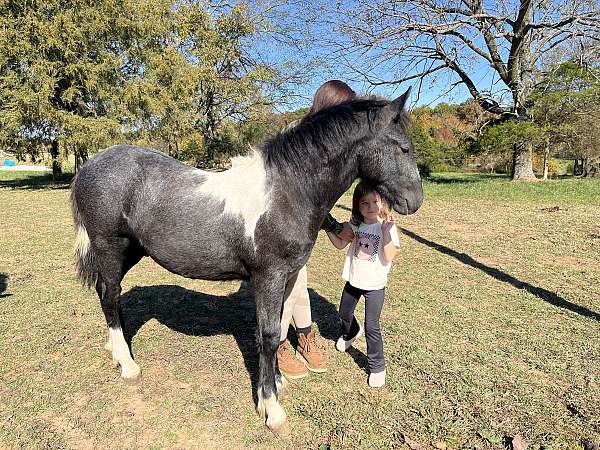 black-tobiano-mustang-for-sale