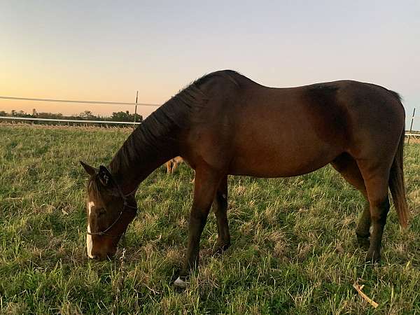 thoroughbred-gelding