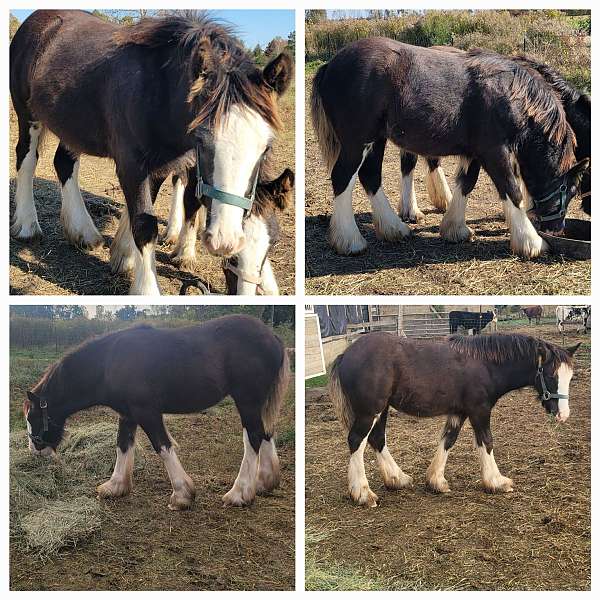 gypsy-vanner-filly