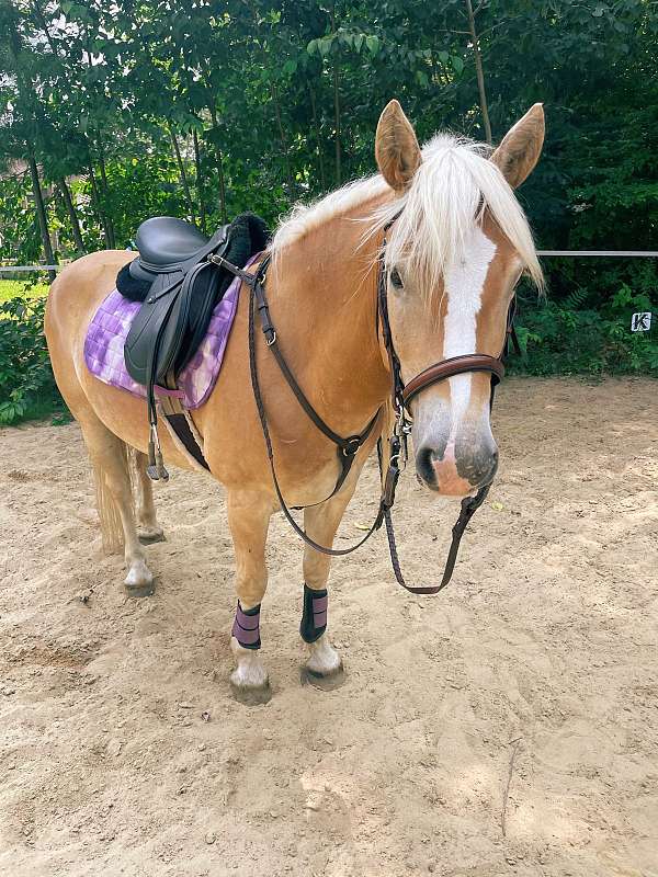 14-hand-haflinger-gelding