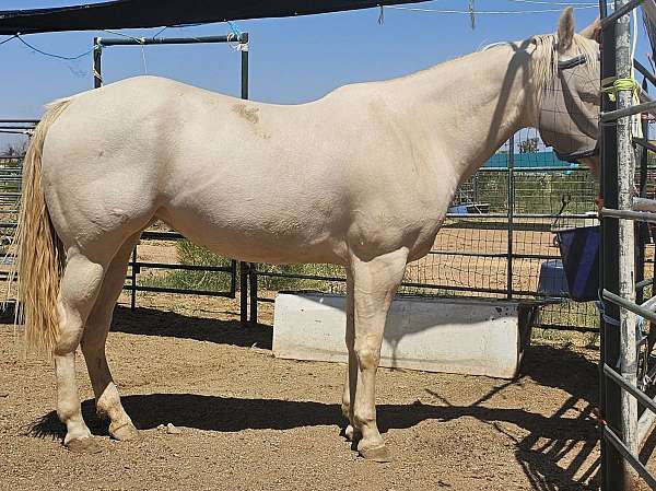 perlino-aqha-mare-stallion