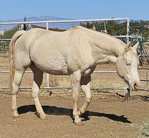 perlino-aqha-mare-stallion