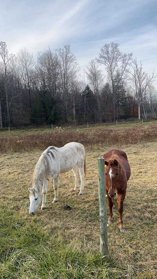 saddlebred-gelding