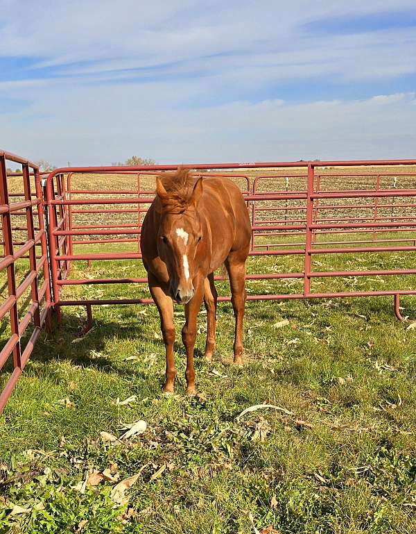 quiet-good-minded-colt