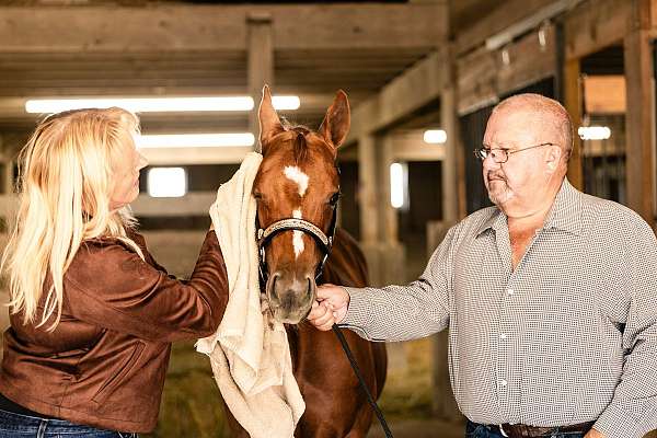 aqha-quarter-horse