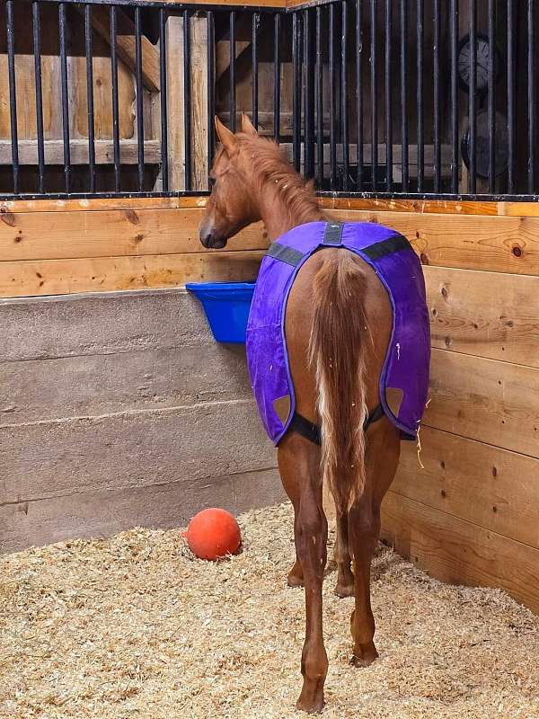 double-registered-quarter-horse