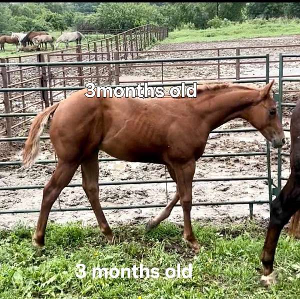 aqha-quarter-horse