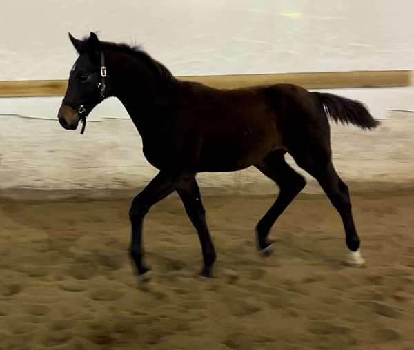 brown-star-lh-sock-horse