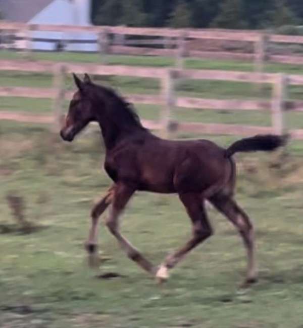 bloodlines-hanoverian-horse