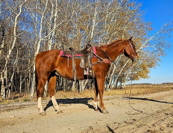 all-around-quarter-horse