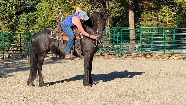 friesian-mare