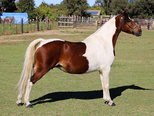 pinto-triple-registered-pony