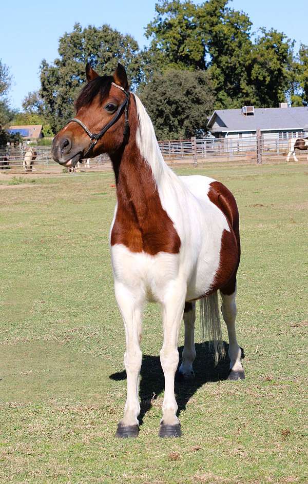 ptha-shetland-pony-mare