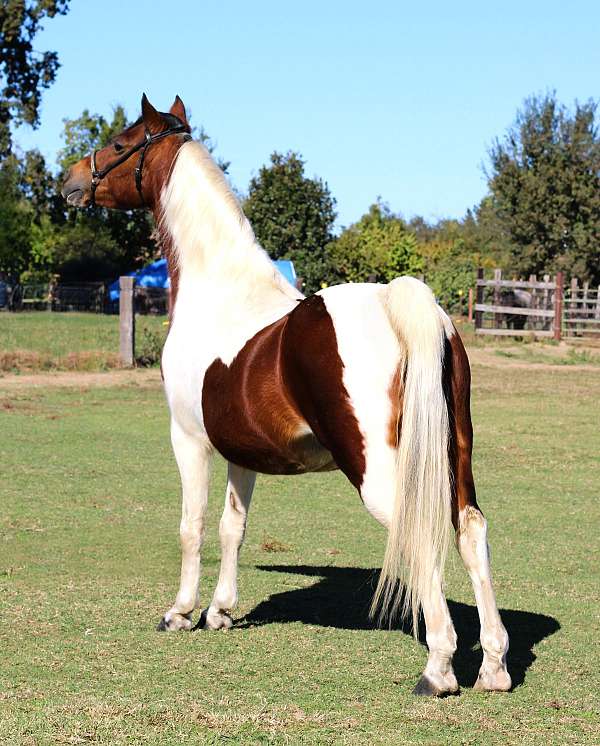 tobiano-pony