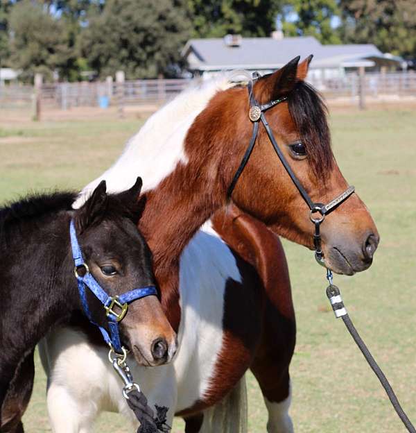 all-around-shetland-pony