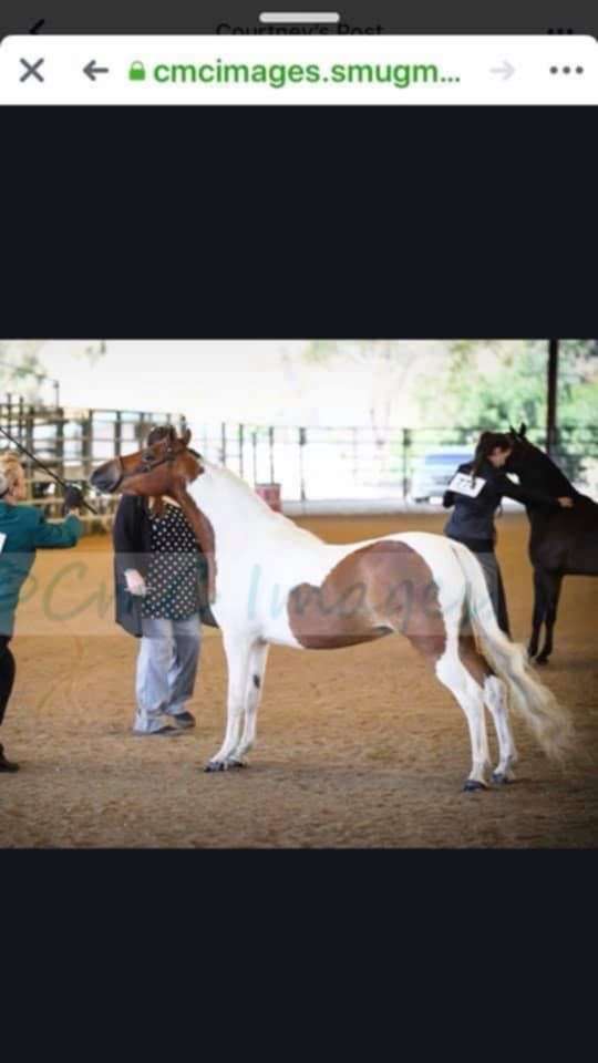 champion-shetland-pony