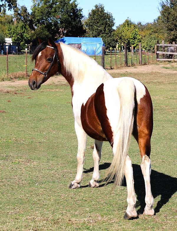 pinto-tobiano-pony