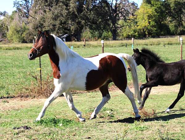 breeding-shetland-pony