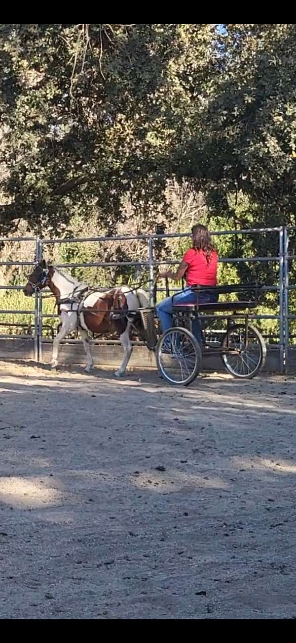 triple-registered-shetland-pony