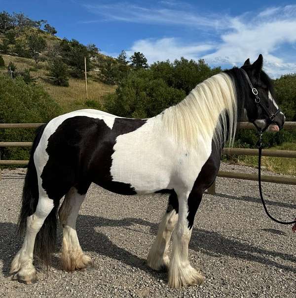 black-white-gypsy-filly-vanner-horse