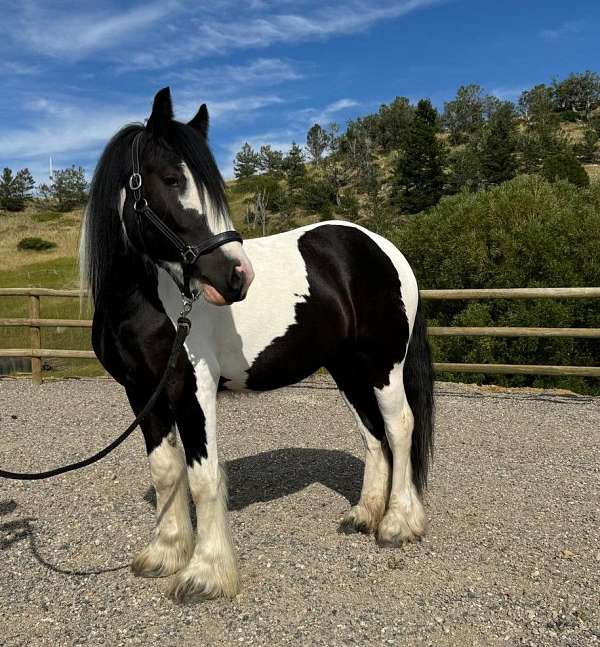 big-gypsy-filly-vanner-horse