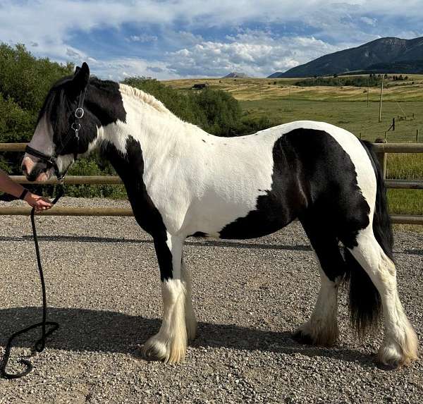 black-white-gypsy-filly-horse