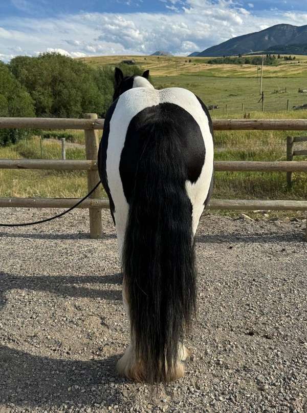 black-white-gypsy-filly