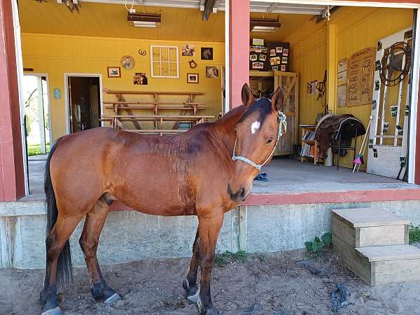 quarter-horse-gelding