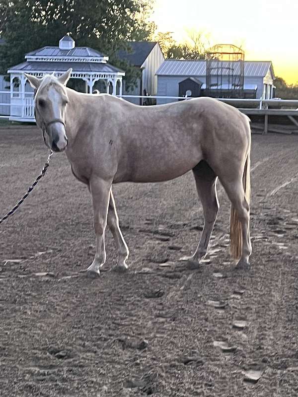 quarter-pony-gelding