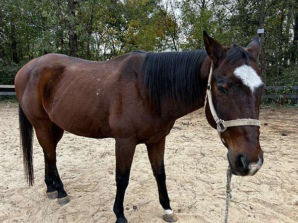 all-around-quarter-horse