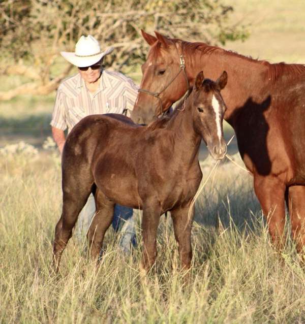 athletic-quarter-horse