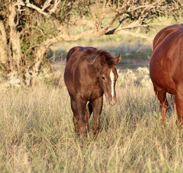 cowboy-mounted-shooting-quarter-horse