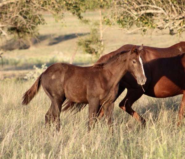 performance-quarter-horse