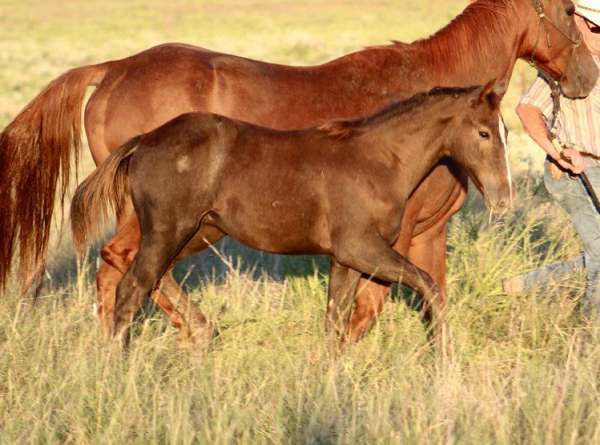 ranch-versatility-quarter-horse